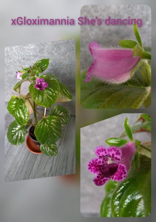 xGloximannia She´s dancing